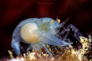 Snapping Shrimp with parasite by Wayne Jones 